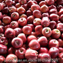 20kg Carton Packing Fresh Red Delicious Apple